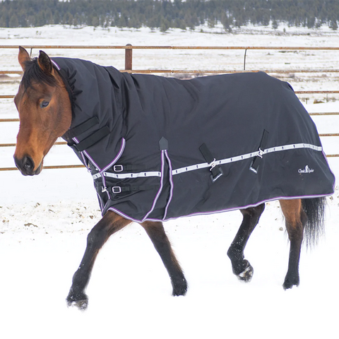 Classic Equine 10K Hooded Winter Horse Blanket- Black