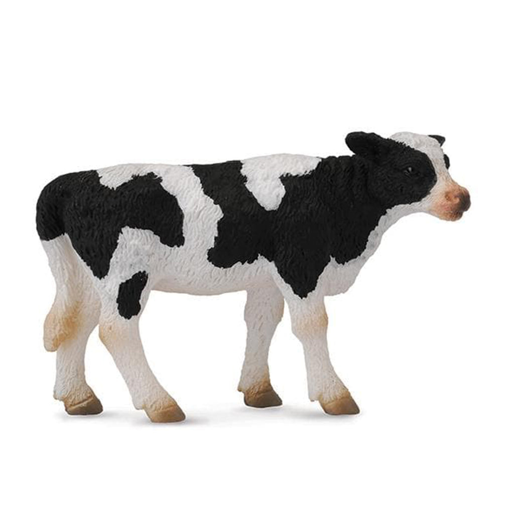 black and white Frisian standing calf