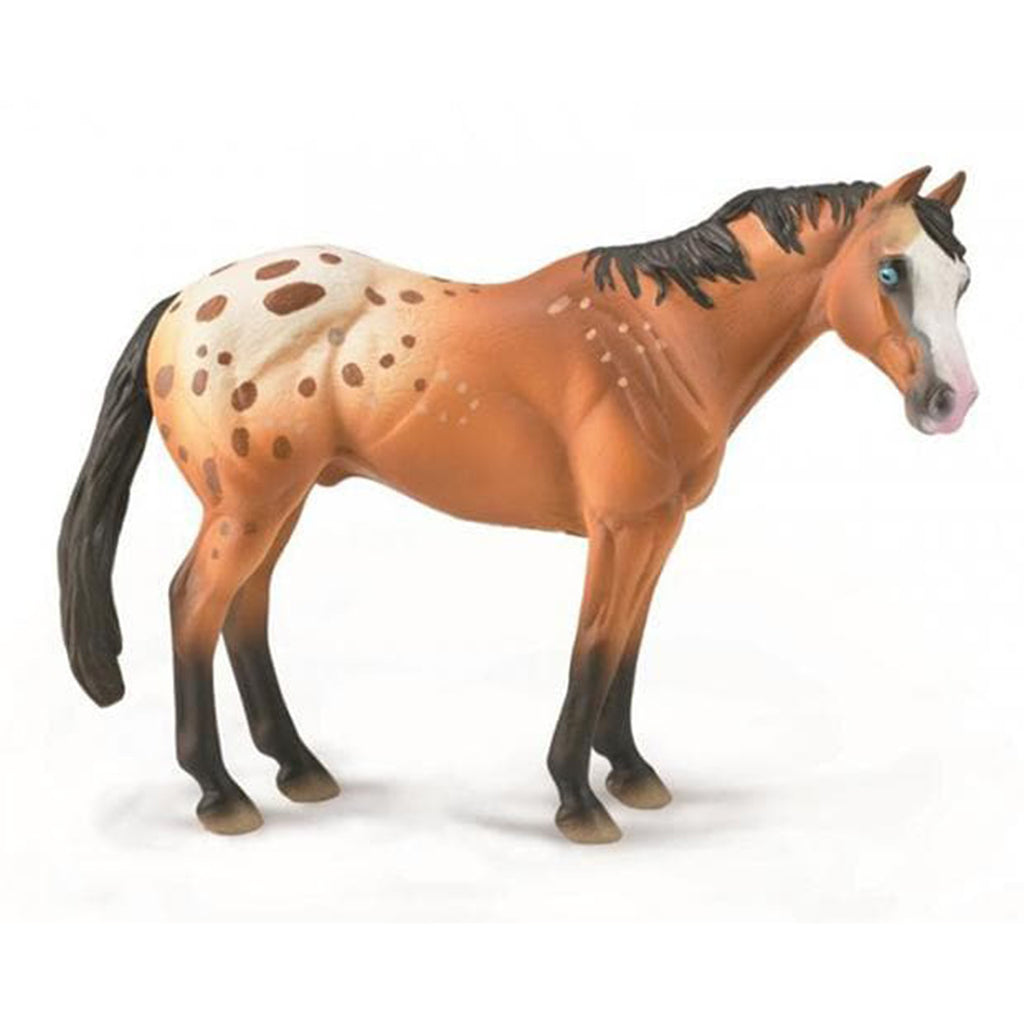 appaloosa stallion figuring