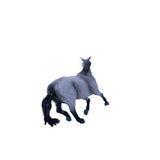 Little Buster Barrel Horse Gray Gelding Side View