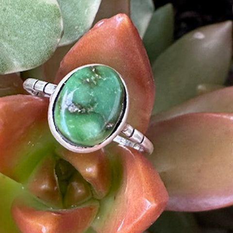 sonoran gold ring on a succulent plant