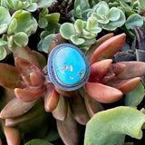 Turquoise Royston ring with silver band on a bed of succulents