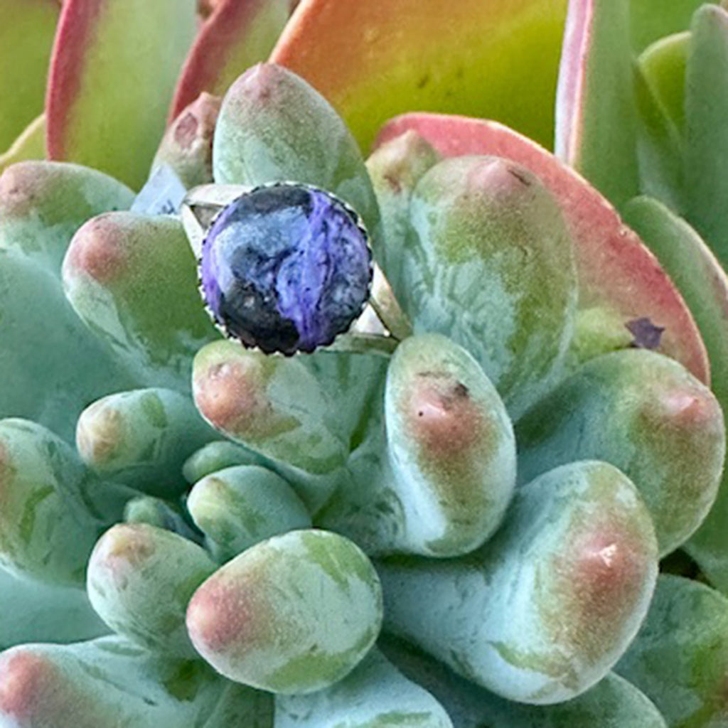 Close-up of a succulent plant with a purple flower bud.
