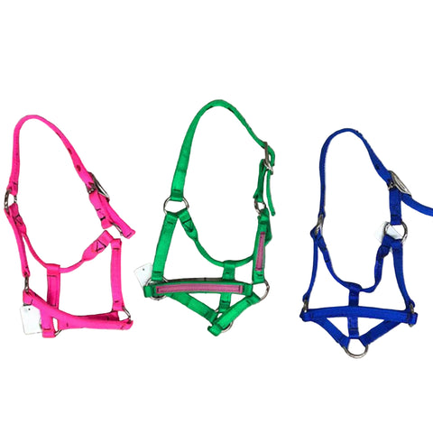 Assorted Weanling Halters.