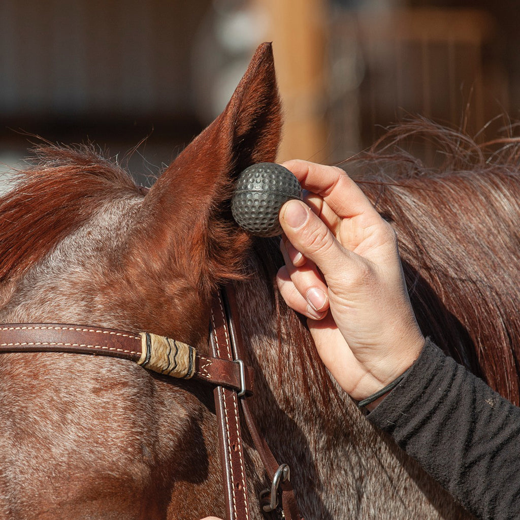 Ear plugs being placed inside horses ear. 