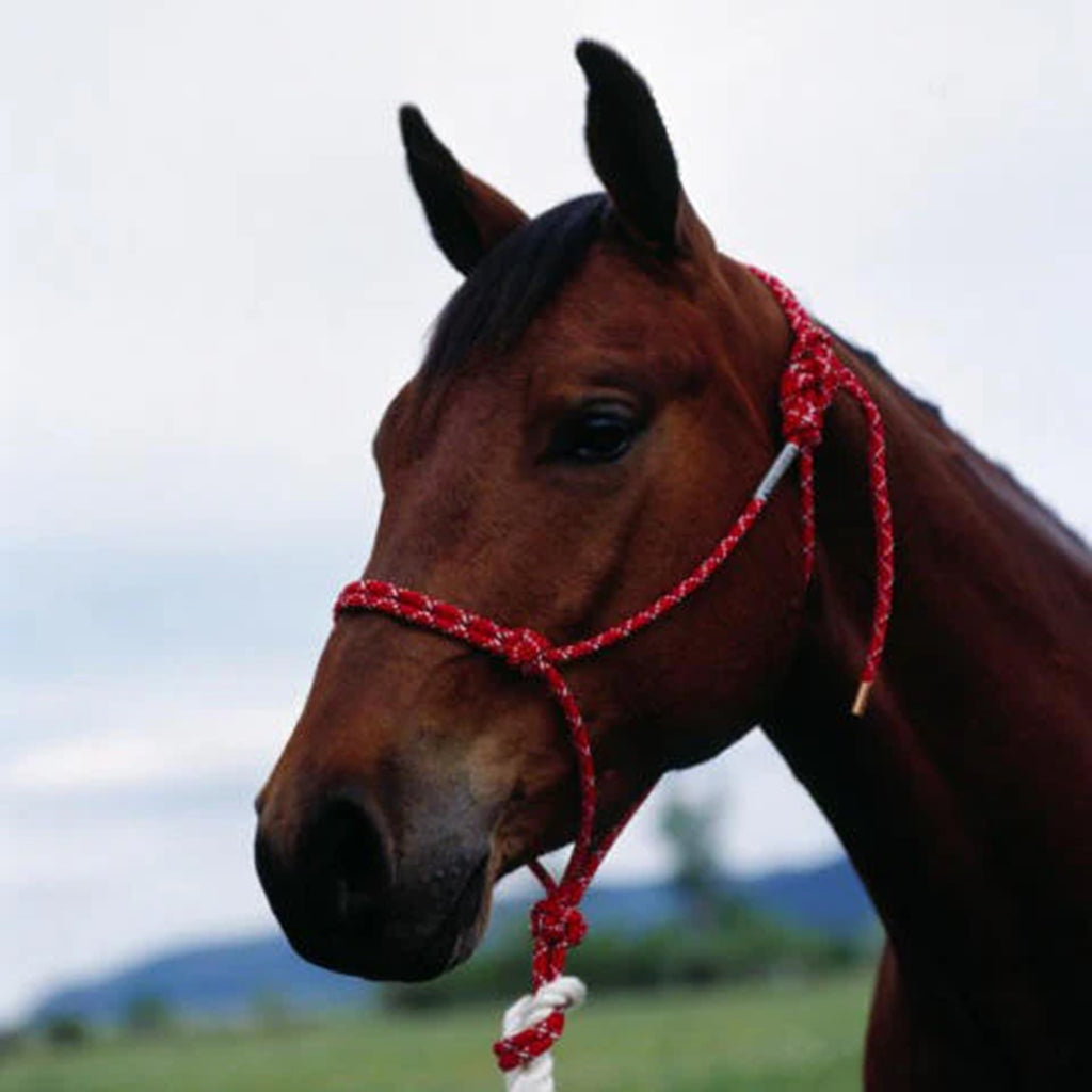 Red double diamond halter shown on horse. 