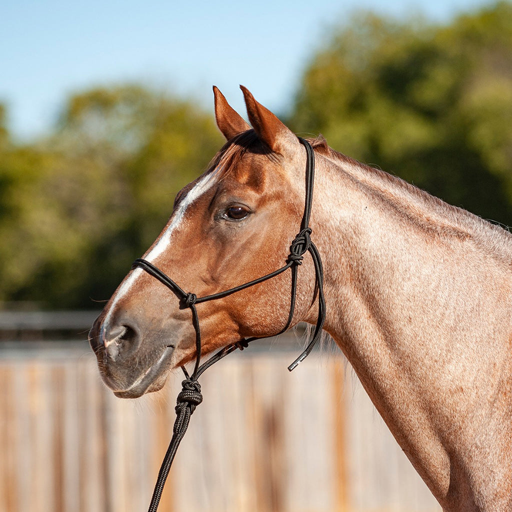 Black econo rope halter on a red roan horse.