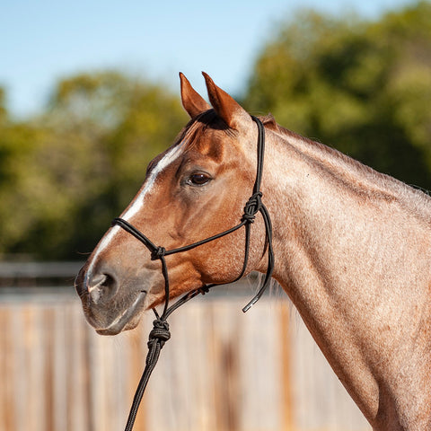 Black econo rope halter on a red roan horse.
