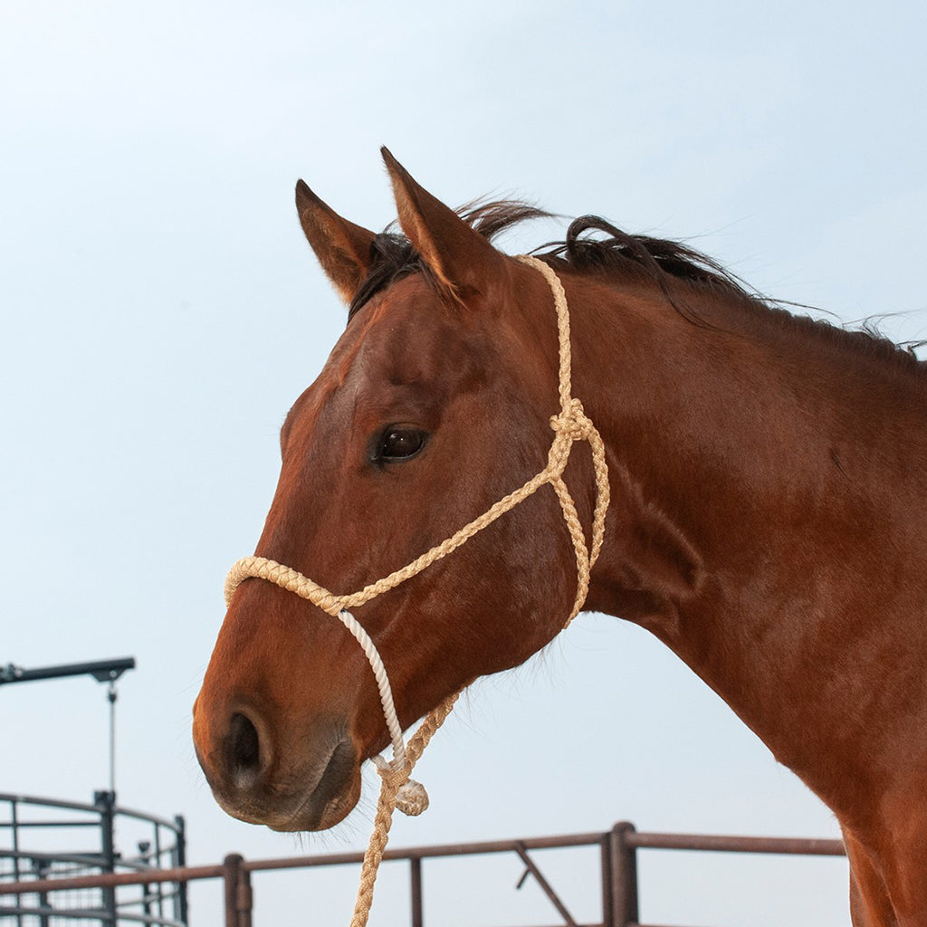 Tan muletape halter with rope noseband.