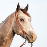 Horse wearing a bridle against a light background