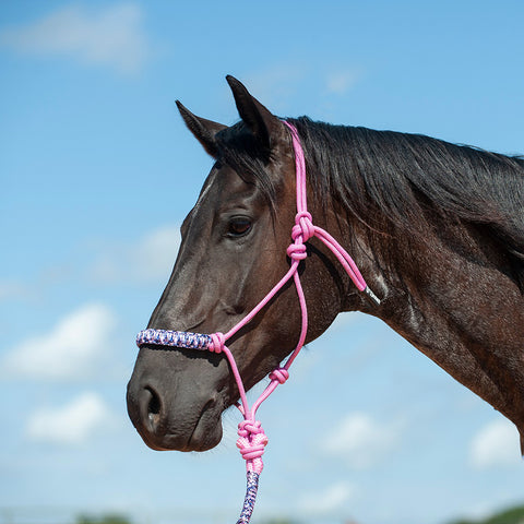 Horse wearing a pink camo halter against a blue sky