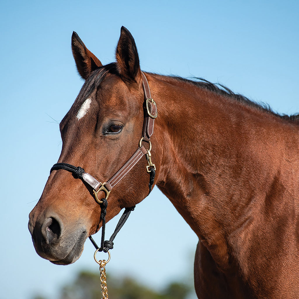 Cashel combo leather and rope halter on bay horse.