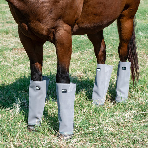 Horse wearing gray leg guards. 