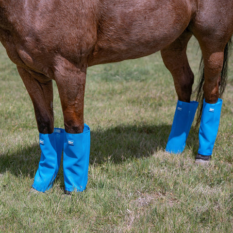 Horse wearing blue leg guards.