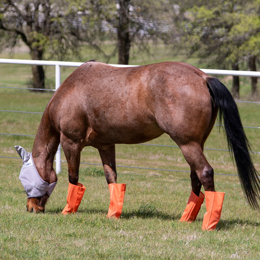 Horse wearing orange turnout leg guards. 
