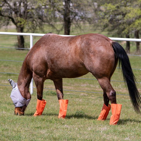 Horse wearing orange turnout leg guards. 