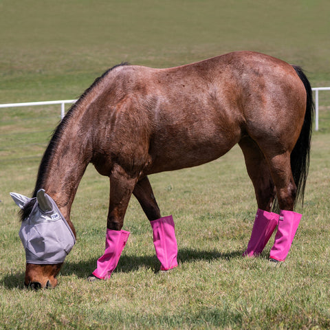 Horse wearing pink leg guards. 