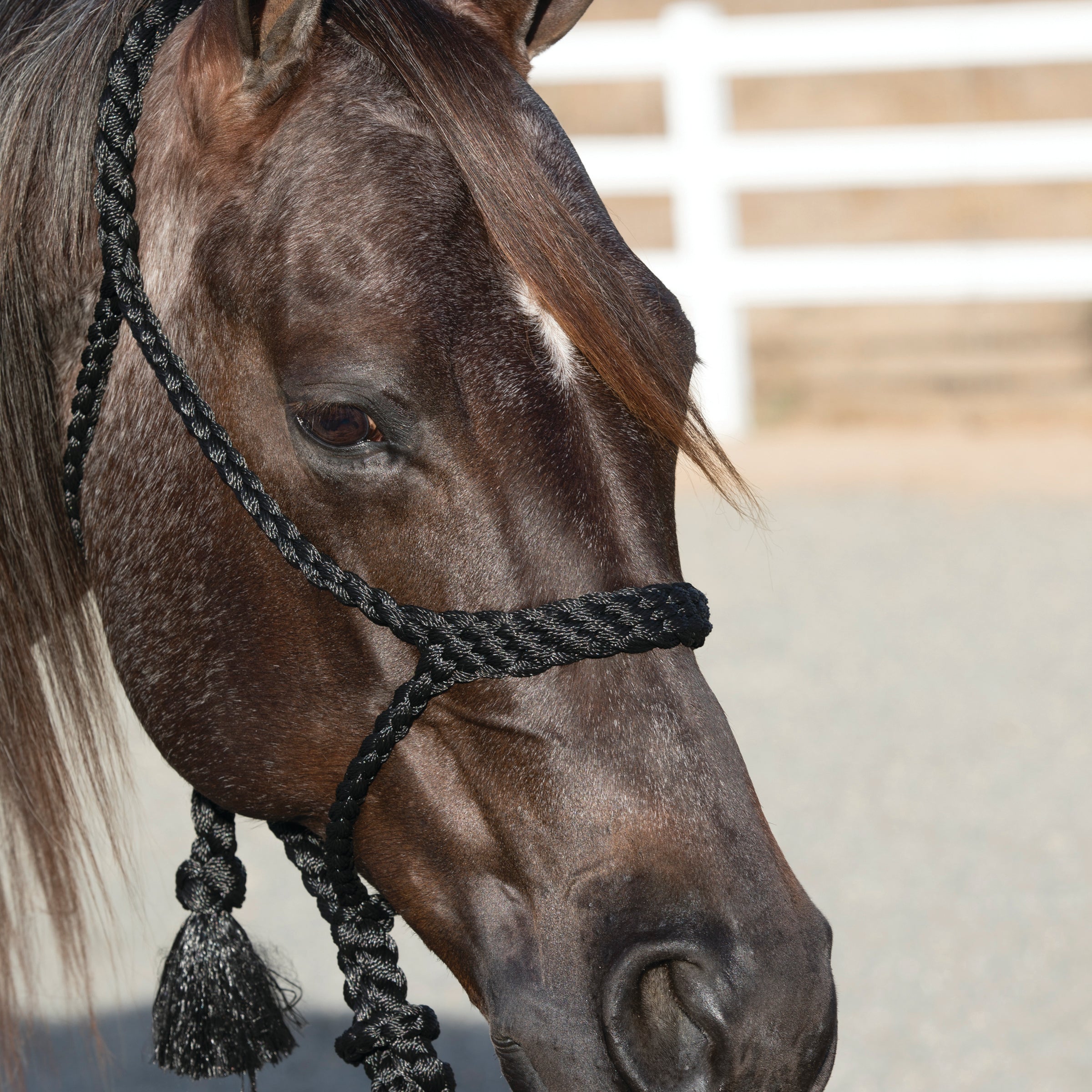 Professional's Choice Black Braided Rope Halter – Western Edge, Ltd.