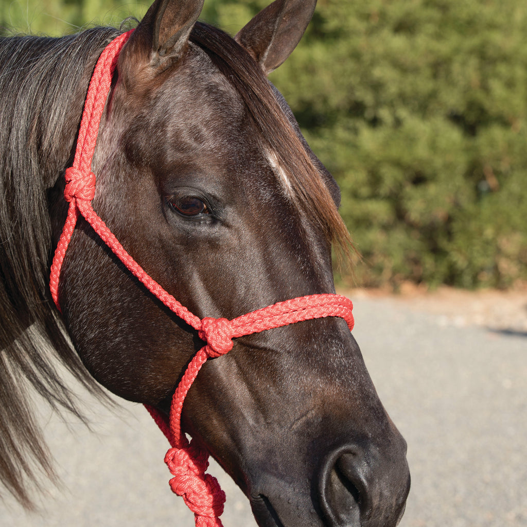 Professional's Choice Coral Ranch Hand Rope Halter