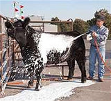 Livestock Foamer