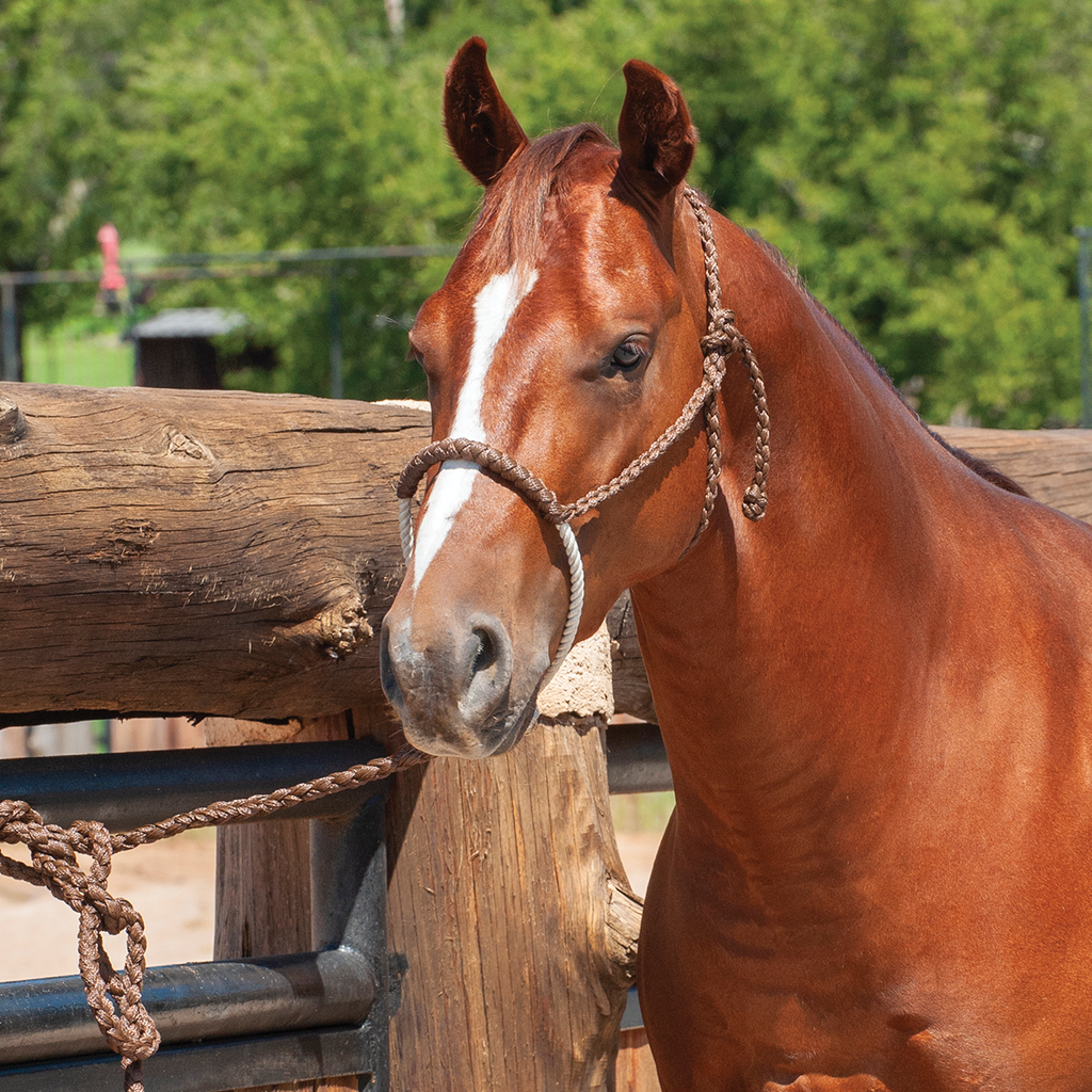 Equibrand  Tan Rope Halter